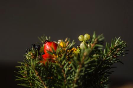 Selective Focus of Red and Green Berries Fruit