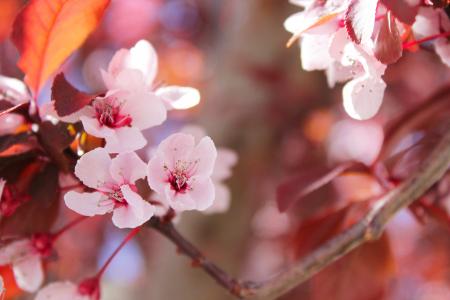 Selective Focus of Sakura Tree