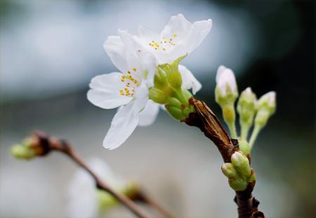 Selective Focus Of White Clustered Flowers