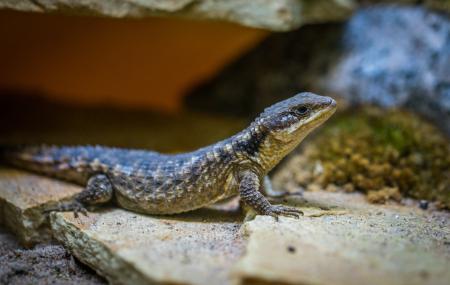 Selective Focus Photo of Black Lizard on Gray Surface