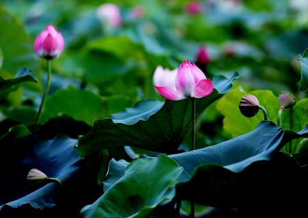 Selective Focus Photo of Pink and White Petaled Flowers