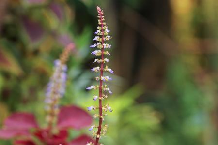 Selective Focus Photo of Purple Petaled Flower