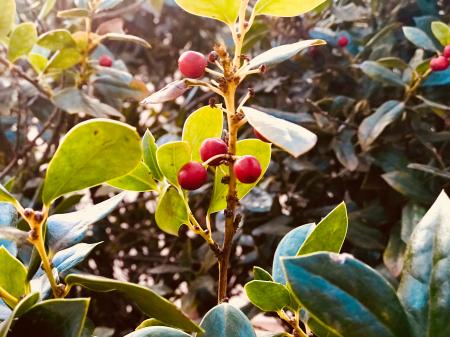Selective Focus Photo of Red Mistletoe