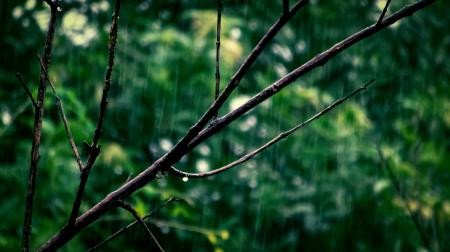 Selective Focus Photo Of Tree Branch