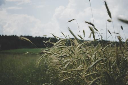 Selective Focus Photo of Wheat Plant Under Cloudy Sky