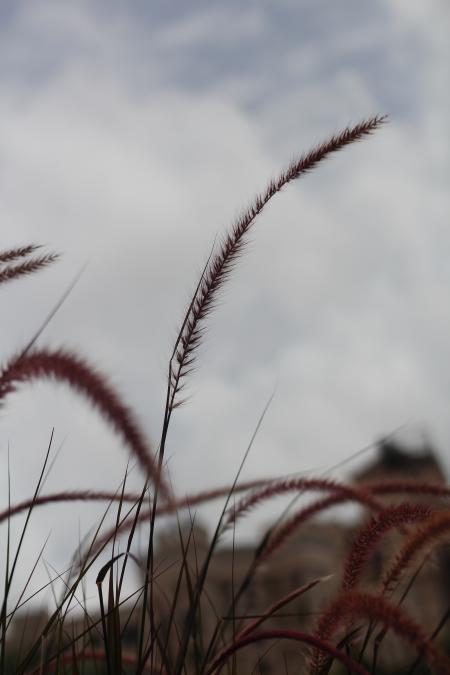 Selective Focus Photo of Wheat