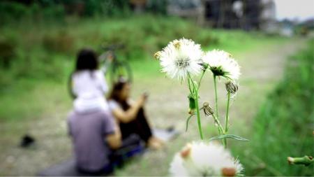 Selective Focus Photo of White Dandelion