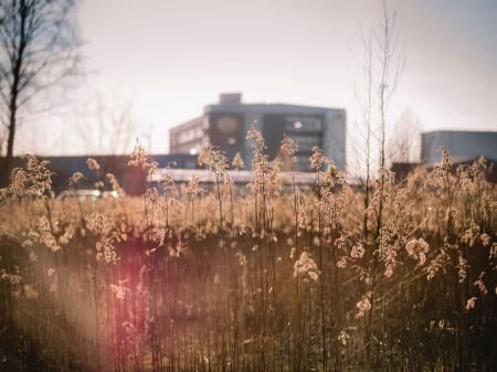 Selective Focus Photo of White Flower Filed Near City