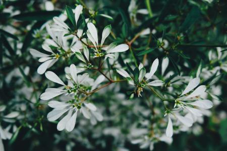 Selective Focus Photo of White Petaled Flowers