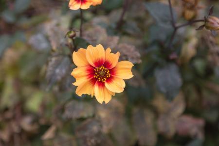 Selective Focus Photo of Yellow Petaled Flower