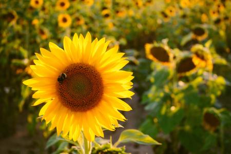 Selective Focus Photo of Yellow Sunflower