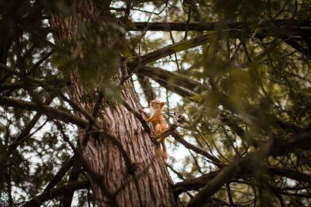 Selective Focus Photograph of Squirrel on Trunk