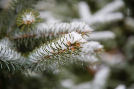 Selective Focus Photographed of Green Leaf Plant With Snows