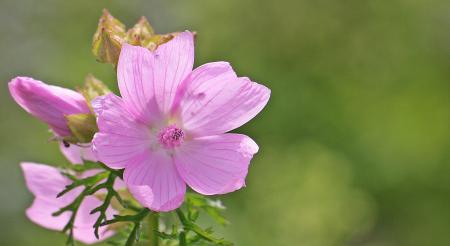 Selective Focus Photography of 5 Petaled Purple Flower during Day Time