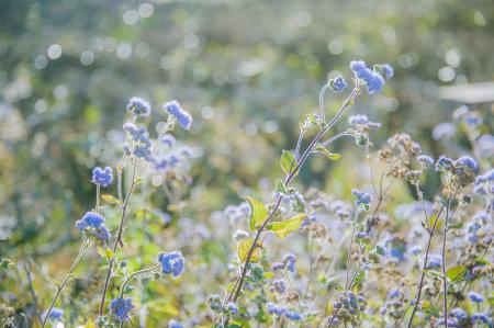 Selective Focus Photography of Blue Ageratum Flowers