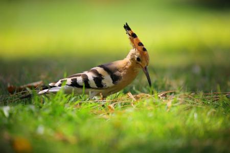 Selective Focus Photography of Brown Black and White Long Beak Bird on Green Grass