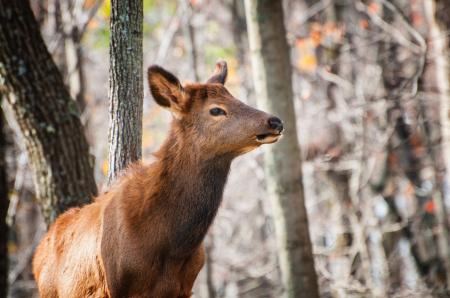 Selective Focus Photography of Brown Deer in Forest