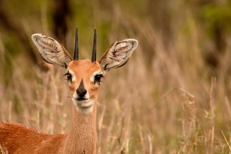 Selective Focus Photography of Brown Deer