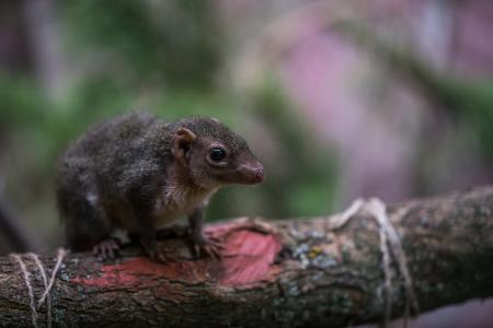 Selective Focus Photography of Brown Rodent