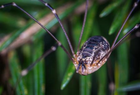 Selective Focus Photography of Brown Spider