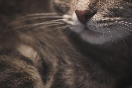 Selective Focus Photography of Brown Tabby Cat