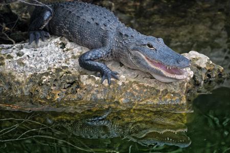 Selective Focus Photography of Crocodile