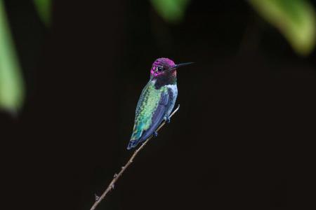 Selective Focus Photography of Green and Purple Hummingbird