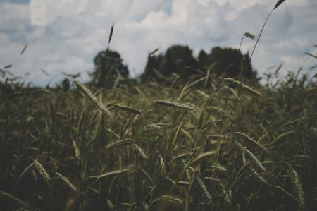 Selective Focus Photography of Green Grass Under White Sky