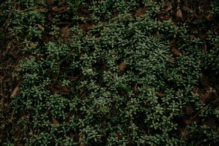 Selective Focus Photography of Green Plants