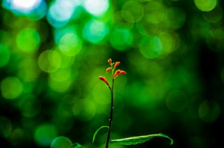 Selective Focus Photography of Orange Petaled Flower