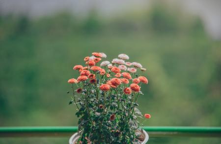 Selective Focus Photography of Orange Petaled Flowers