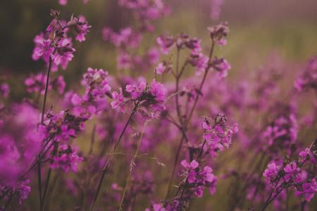 Selective Focus Photography of Pink Flowers