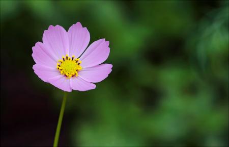 Selective Focus Photography of Pink Petaled Flower
