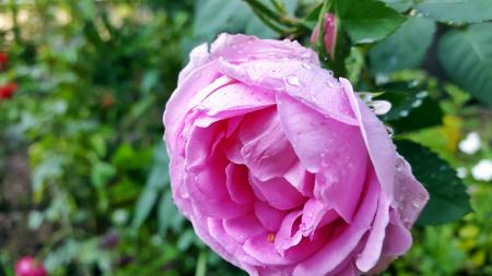 Selective Focus Photography of Pink Petaled Flower
