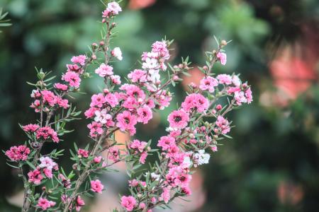 Selective Focus Photography of Pink Petaled Flowers