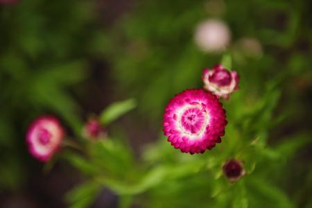 Selective Focus Photography of Pink Petaled Flowers