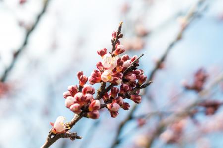 Selective Focus Photography of Red and Beige Flowers