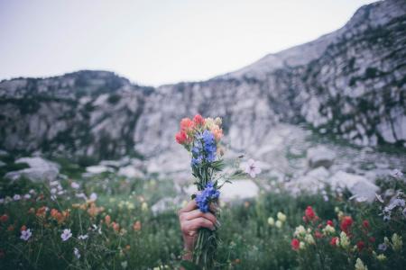 Selective Focus Photography of Red, Blue, and Yellow Petaled Flowers