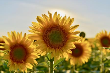 Selective Focus Photography of Sunflower