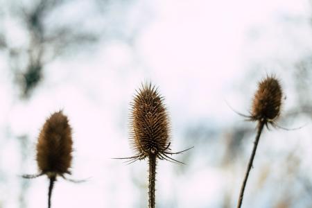 Selective Focus Photography of Three Beige Flowers