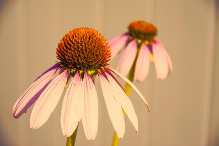 Selective Focus Photography of White-and-purple Petaled Flower
