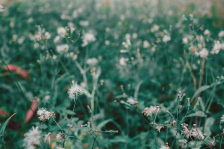 Selective Focus Photography of White Petaled Flower