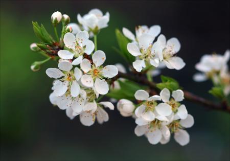 Selective Focus Photography Of White Petaled Flowers