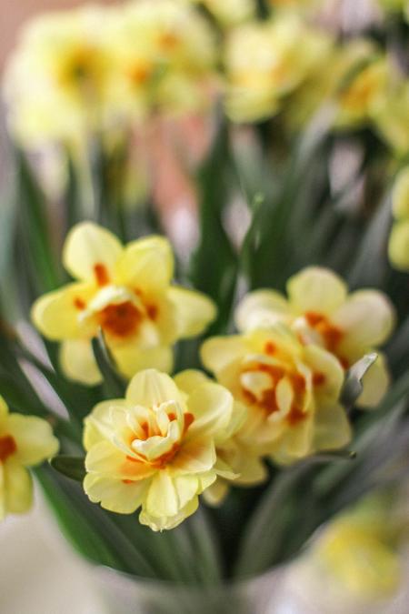 Selective Focus Photography of Yellow-and-orange Petaled Flowers