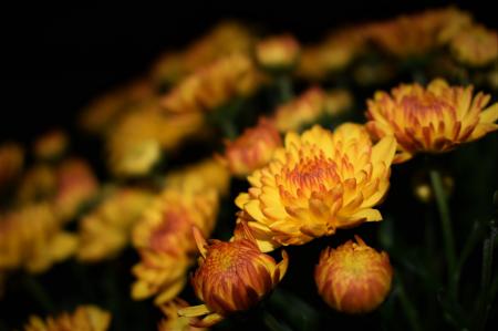 Selective Focus Photography of Yellow Petaled Flower