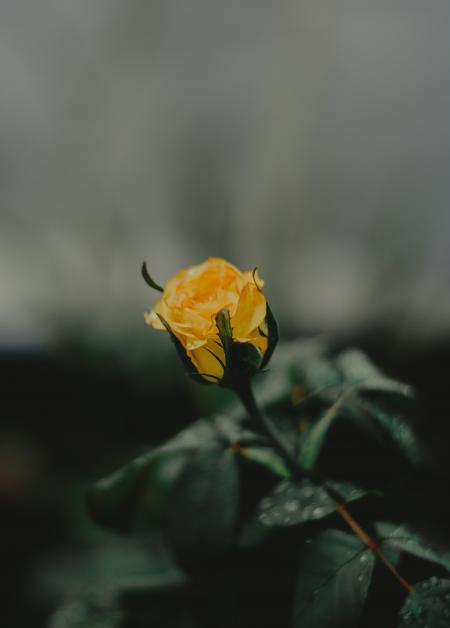 Selective Focus Photography Of Yellow Rose