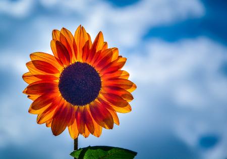 Selective Focus Photography of Yellow Sunflower in Bloom