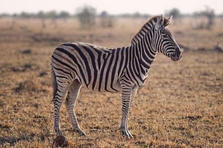 Selective Focus Photography of Zebra