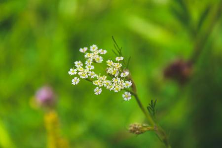 Selective Focused of White Petaled Flower