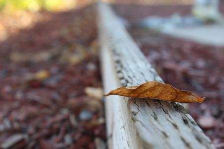 Selective Photo of Dried Leaf